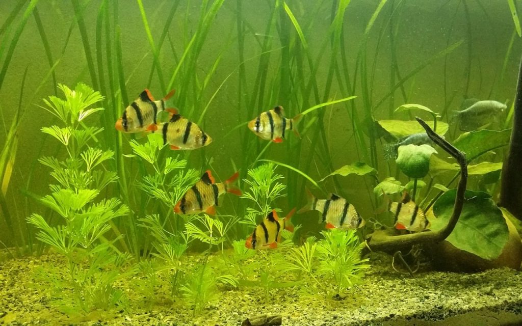tiger barb fish aquarium 